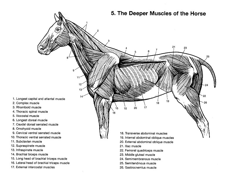 horse_anatonmy_muscles_deep