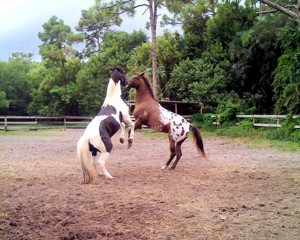 horse_playing_florida