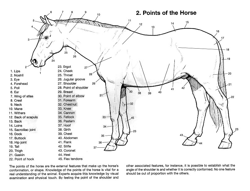 The Points of The Horse Horse Anatomy